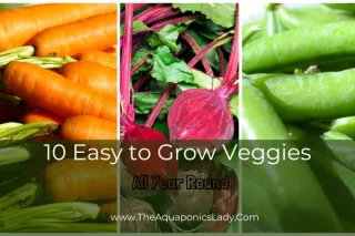 10 Easy-to-Grow Vegetables for Year-Round Gardening Success