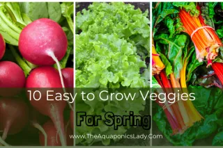10 Easy-to-Grow Veggies for Spring