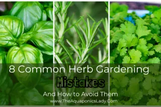 8 Common Herb Gardening Mistakes (And How to Avoid Them!)