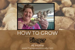 How to Grow Ginger: A Simple Guide for Home Gardeners