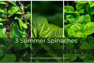 Best Spinach for Subtropical Summers: 3 Varieties That Won’t Bolt