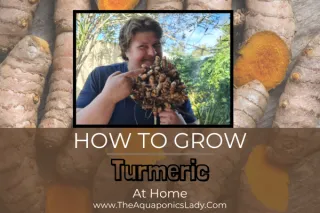 How to Grow Turmeric at Home: A Simple Guide for Beginners