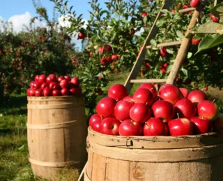 Fall Festivals Near Indianapolis That Your Kids Will Love (And So Will You)
