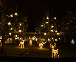 What Happens If a Bulb Burns Out in My Christmas Display?