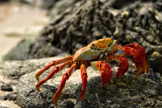  We Are Not 🚫 Crabs 🦀
