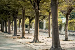 🌳Sgt. Leonard Aguirre Park – Where Pharr Plays Loud!