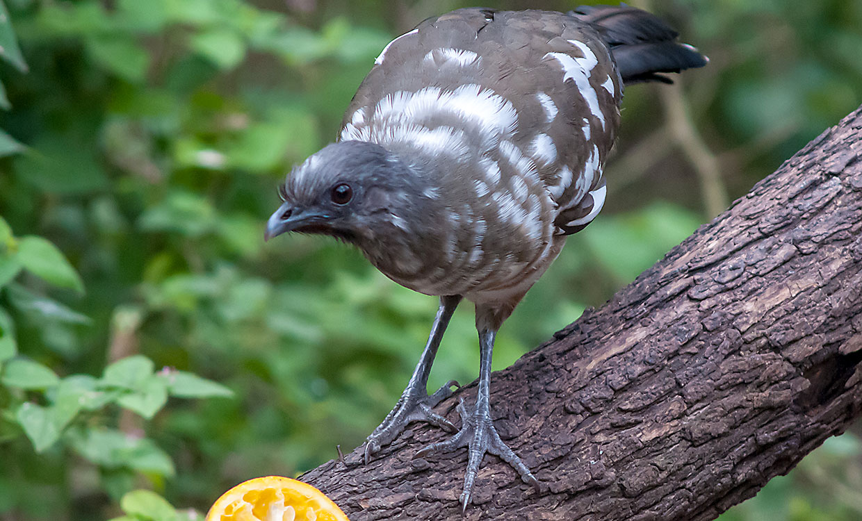 🌿 Explore Valley Nature Center: Mission, TX’s Outdoor Gem for Family Fun & Nature Lovers