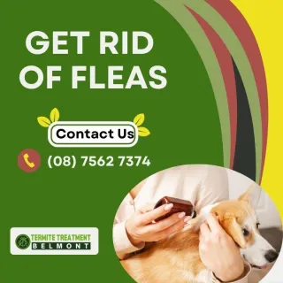 How To Get Rid of Fleas In Your House (4 Easy Steps)