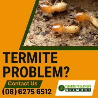 Have You Bought a House with No Termite Protection?