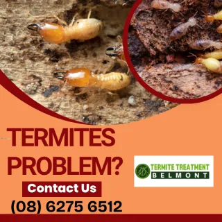 Why Do I Keep Seeing Termite Alates in My Home, Are They Dangerous?