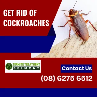 Cockroaches In the Car: Yes, They’re A Problem and Here’s Why