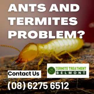 How to tell the difference between carpenter ants and termites