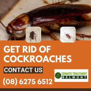 Can Cockroaches Affect Your Health?