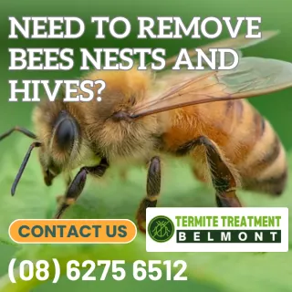 Taking the Sting out of stinging insects