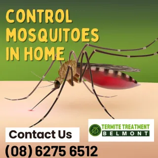 Is Your Home A Mosquito Sanctuary?