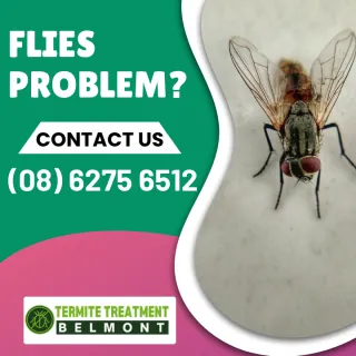 Drain Flies Like It Dirty!