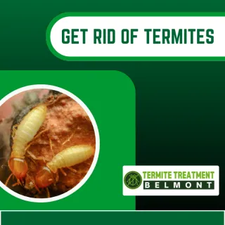 What Do Termites Sound Like? A Guide to Different Termite Noises