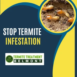 WHY TERMITE SEASON ISN’T OVER