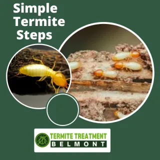Step-by-Step Guide to Termite Treatment at Home