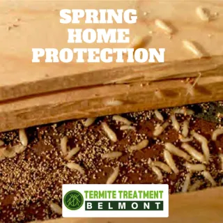 Why Termite Treatment is Important