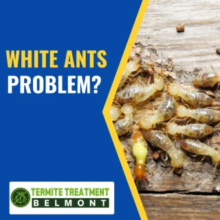 Top 5 Effective Methods for White Ant Control in Your Home