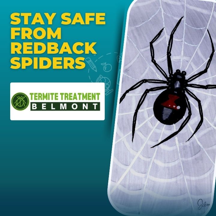 Facts About Redback Spiders in Perth