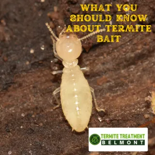 Termite Infestation in Your Home? Here’s How to Protect It