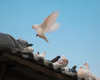 Flawless Solar Defense: How Bird Spike Installation For Solar Panels Las Vegas Can Help Us