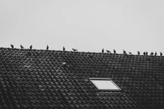 Say Farewell to Pigeon Problems: Discover Our Best Bird Spikes