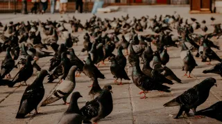 Professional Bird Spike Installation: Your Solution for Bird Troubles