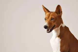 Finding Your Perfect Companion: Exploring Cassatt SC Dog Adoptions