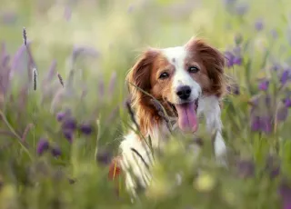 Finding Your Furever Friend: A Guide to Cassatt SC Dog Breeders