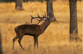 La Berrea en Fuencaliente: El Espectáculo Natural que No Te Puedes Perder
