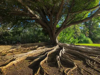 The Tree of Life Within: The Sacred Key to Divine Feminine Abundance and Vitality