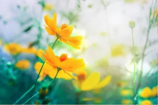 Blooming in the Messy Middle