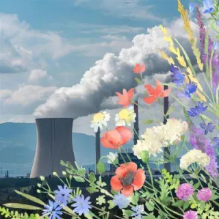 Wildflowers: Nature’s Hidden Allies in the Fight Against Climate Change