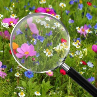 How We Calculate the Number of Wildflowers in The Billion Wildflower Mission