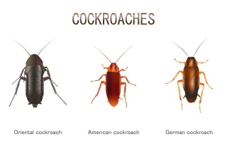  "Cockroaches: The Uninvited Pests We Can't Seem to Shake"