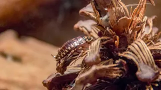 Common Questions About Cockroaches