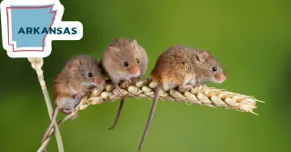 Are Mice a Concern in Northwest Arkansas?