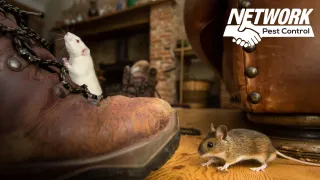 Rodents in Attic: Signs, Causes, and Solutions