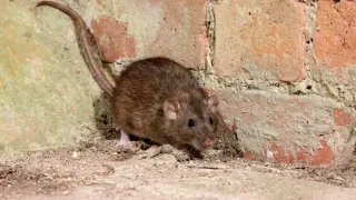 How to Get Rid of Rats in House Fast