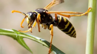 Homemade Bee and Wasp Killer: Quick & Easy Methods