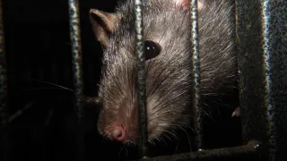 How to Keep Rats Away: DIY Traps and Baits Explained