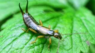 Treatment for Earwigs in the Garden: Quick Tips