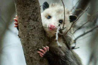 Opossum Good for Environment: Natural Pest Controllers