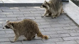 How Can Raccoons Get in Your House? Common Entry Points to Watch