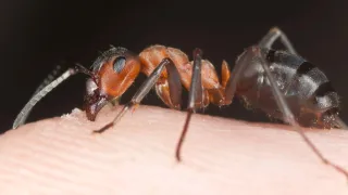 Ants Bite: What Happens and How to Treat It Fast
