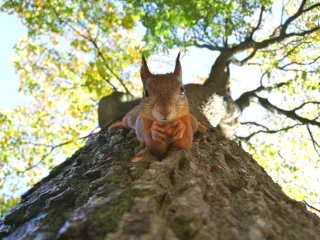 The Growing Problem of Squirrels