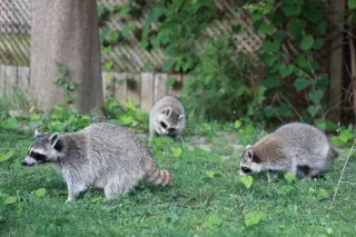 The Secret Life of Raccoons: Insights into Their Habits and Behaviors